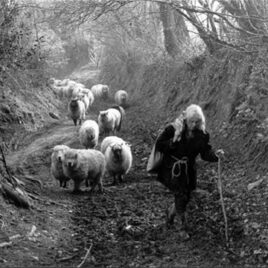 James Ravilious - Jo Curzon leading sheep