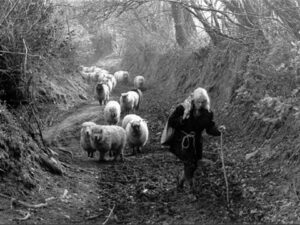 James Ravilious - Jo Curzon leading sheep